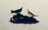 John James Audubon (1785-1851), Plate X Brown Lark