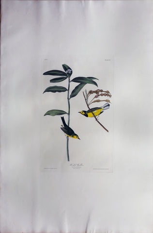 John James Audubon (1785-1851), Plate CX Hooded Warbler
