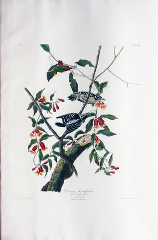 John James Audubon (1785-1851), Plate CXII Downy Woodpecker