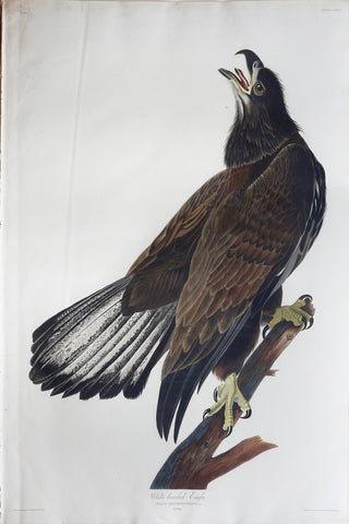 John James Audubon (1785-1851), Plate CXXVI White-headed Eagle
