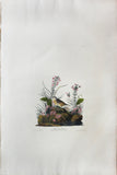 John James Audubon (1785-1851), Plate CXXX Yellow-winged Sparrow