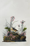 John James Audubon (1785-1851), Plate CXXX Yellow-winged Sparrow