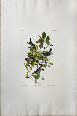 John James Audubon (1785-1851), Plate CXXXIII Black-poll Warbler