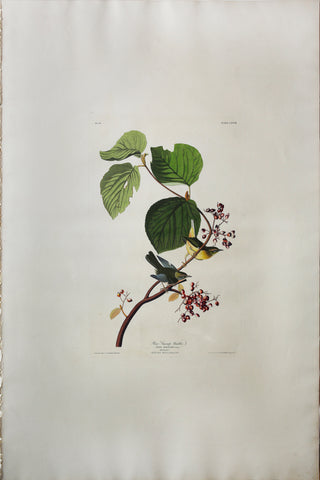 John James Audubon (1785-1851), Plate CXLVIII Pine Swamp Warbler