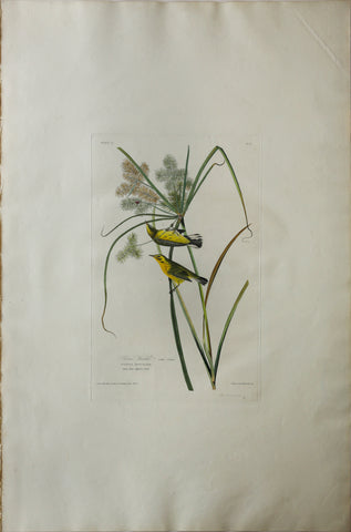 John James Audubon (1785-1851), Plate XIV Prairie Warbler