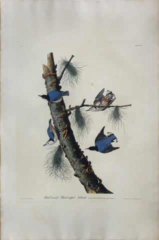 John James Audubon (1785-1851), Plate CLII White-breasted Black-capped Nuthatch