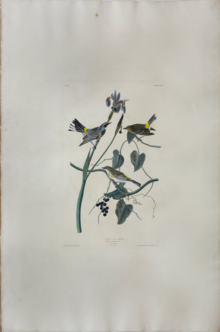 John James Audubon (1785-1851), Plate CLIII Yellow-crown Warbler