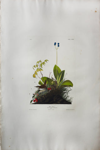 John James Audubon (1785-1851), Plate CLXXIX Wood Wren