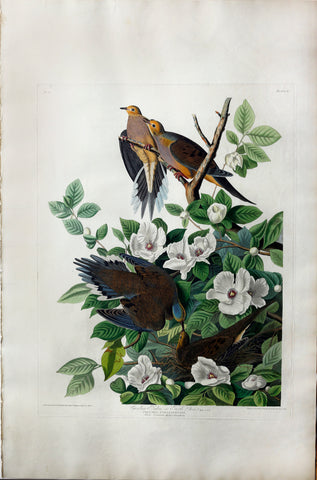 John James Audubon (1785-1851), Plate XVII Carolina Pigeon or Turtle Dove