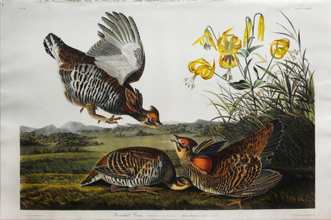 John James Audubon (1785-1851), Plate CLXXXVI Pinnated Grouse