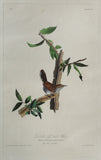 John James Audubon (1785-1851), Plate XVIII Bewick's Wren