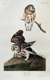 John James Audubon (1785-1851), Plate CXCIX Little Owl