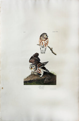 John James Audubon (1785-1851), Plate CXCIX Little Owl