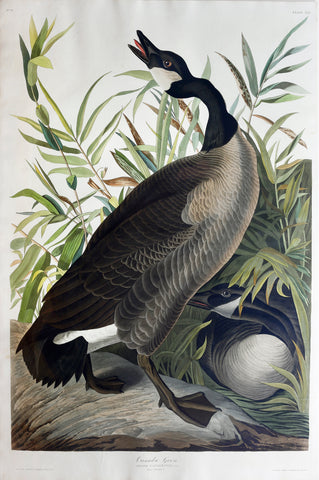 John James Audubon (1785-1851), Plate CCI Canada Goose