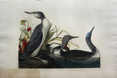 John James Audubon (1785-1851), Plate CCII Red-Throated Diver