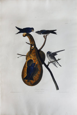 John James Audubon (1785-1851), Plate XXII Purple Martin