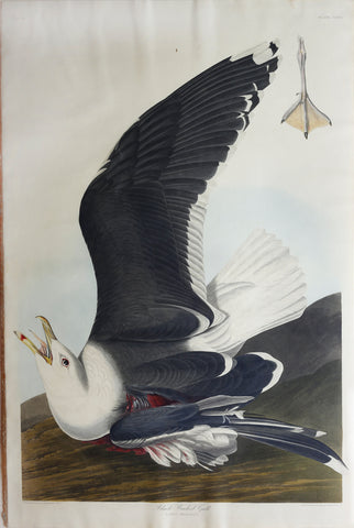 John James Audubon (1785-1851), Plate CCXLI Black Backed Gull