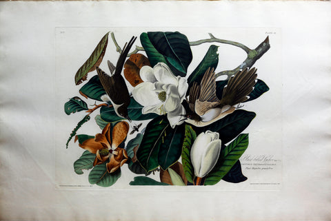 John James Audubon (1785-1851), Plate XXXII Black Billed Cuckoo