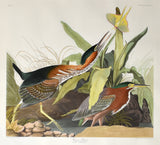 John James Audubon (1785-1851), Plate CCCXXXIII Green Heron