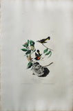 John James Audubon (1785-1851), Plate XL American Redstart