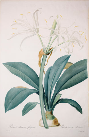 Pierre Joseph Redouté (1759-1840), Pancratium Fragrans, Plate 413