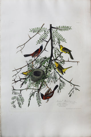 John James Audubon (1785-1851), Plate XLII Orchard Oriole