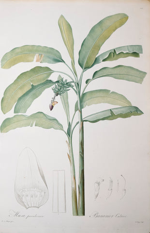 Pierre Joseph Redouté (1759-1840), Musa Paradisiaca, Plate 443