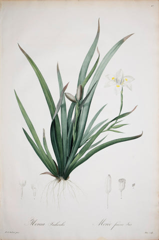 Pierre Joseph Redouté (1759-1840), Moraea Iridioides, Plate 45