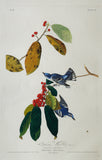 John James Audubon (1785-1851), Plate XLVIII Cerulean Warbler