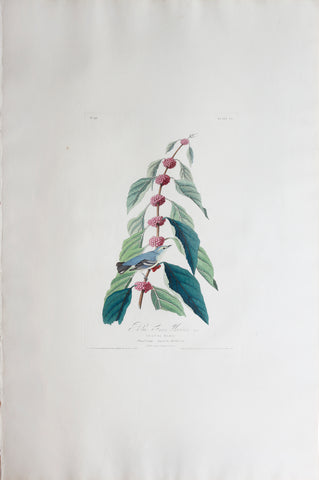 John James Audubon (1785-1851), Plate XLIX Blue-green Warbler
