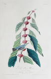 John James Audubon (1785-1851), Plate XLIX Blue-green Warbler