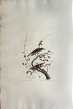 John James Audubon (1785-1851), Plate LVIII Hermit Thrush