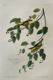 John James Audubon (1785-1851), Plate LX  Carbonated Warbler