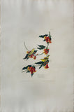 John James Audubon (1785-1851), Plate LXV Rathbone Warbler