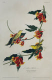 John James Audubon (1785-1851), Plate LXV Rathbone Warbler