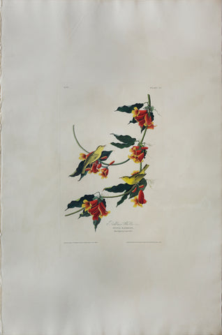 John James Audubon (1785-1851), Plate LXV Rathbone Warbler