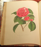 Alfred Chandler (1804-1896) William Beattie Booth (?1804-1874), Illustrations And Descriptions Of The Plants Which Compose The Natural Order Camellieae