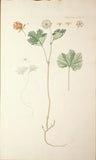 Georg Christian Oeder (1728-1791), Icones Plantarum sponte nascentium in regnis Daniae et Norvegiae...Florae Danicae...