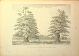 Major Hayman Rooke (1723-1806), Descriptions and Sketches of some Remarkable Oaks, in the Park at Welbeck, to which are added, observations on the age and durability of that tree. With remarks on the Annual Growth of the Acorn