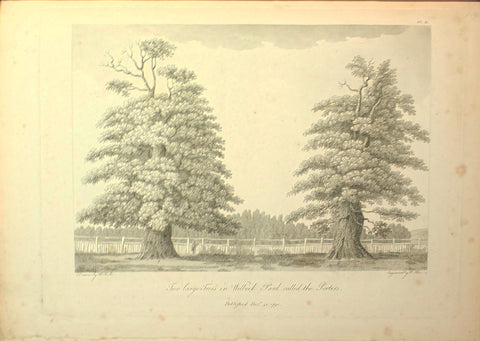 Major Hayman Rooke (1723-1806), Descriptions and Sketches of some Remarkable Oaks, in the Park at Welbeck, to which are added, observations on the age and durability of that tree. With remarks on the Annual Growth of the Acorn