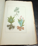 Pierre-Joseph Buc'hoz (1731-1807), Herbier ou collection des plantes médicinales de la Chine.