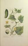 Elizabeth Blackwell (C. 1700-1758), A curious herbal...