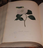 Abbé Laurent Berlèse (1784-1863), Iconographie du genre Camellia, ou description et figures des Camellia les plus beau et les plus rares.