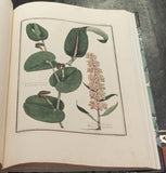 Gaetano Savi (1769-1844), Materia medica vegetabile Toscana