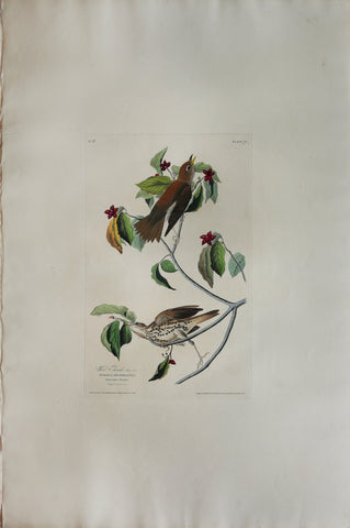 John James Audubon (1785-1851), Plate LXXIII Wood Thrush