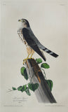 John James Audubon (1785-1851), Plate LXXV Le Petit Caporal