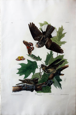 John James Audubon (1785-1851), Plate LXXXII Whip-poor-will