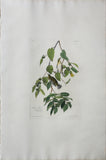 John James Audubon (1785-1851), Plate LXXXVIII Autumnal Warbler