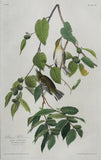 John James Audubon (1785-1851), Plate LXXXVIII Autumnal Warbler