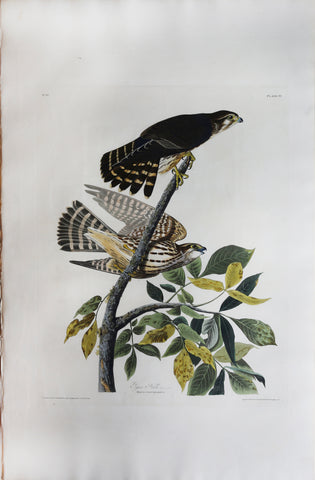 John James Audubon (1785-1851), Plate XCII Pigeon Hawk